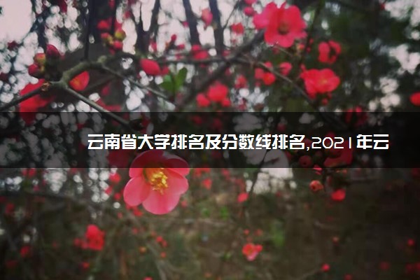 云南省大学排名及分数线排名,2021年云南大学排名汇总