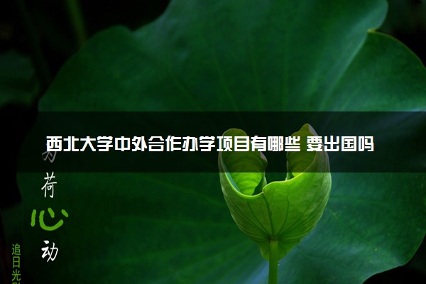 西北大学中外合作办学项目有哪些 要出国吗