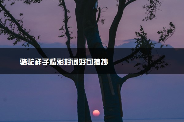 骆驼祥子精彩好词好句摘抄