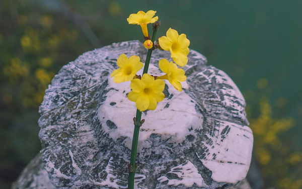 云南历年高考分数线汇总